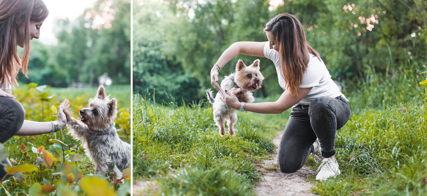 Die Stadthunde Elisabeth Binder Texterin Funny Australian Silky Terrier Portrait Jolly Schwarz Photography Alexandra Stalzer Grafikdesign Wien Hunde Stadt