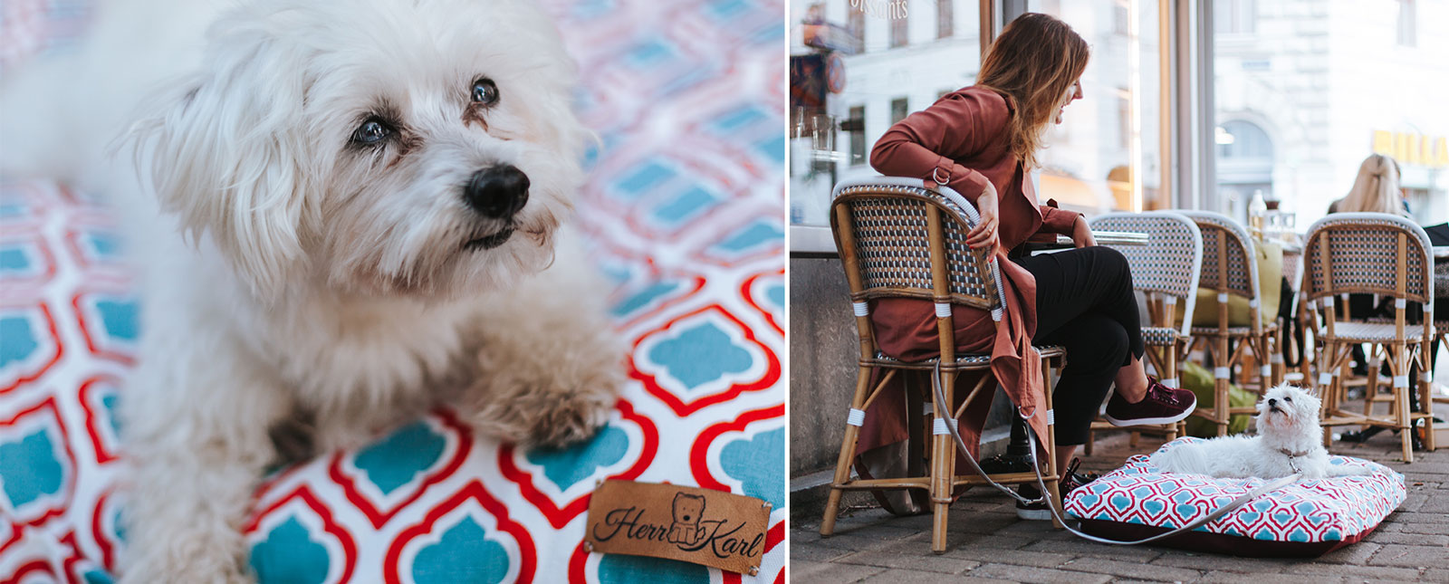 Die Stadthunde Nina Herr Karl Hundelabel Hundezubehör Hundeleinen Hundemode Nachhaltig Vegan Portrait Adopt don’t shop Tierschutz Jolly Schwarz Photography Alexandra Stalzer Grafikdesign Wien Hunde Stadt