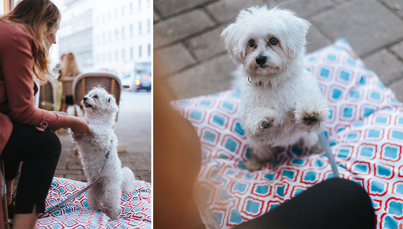 Die Stadthunde Nina Herr Karl Hundelabel Hundezubehör Hundeleinen Hundemode Nachhaltig Vegan Portrait Adopt don’t shop Tierschutz Jolly Schwarz Photography Alexandra Stalzer Grafikdesign Wien Hunde Stadt