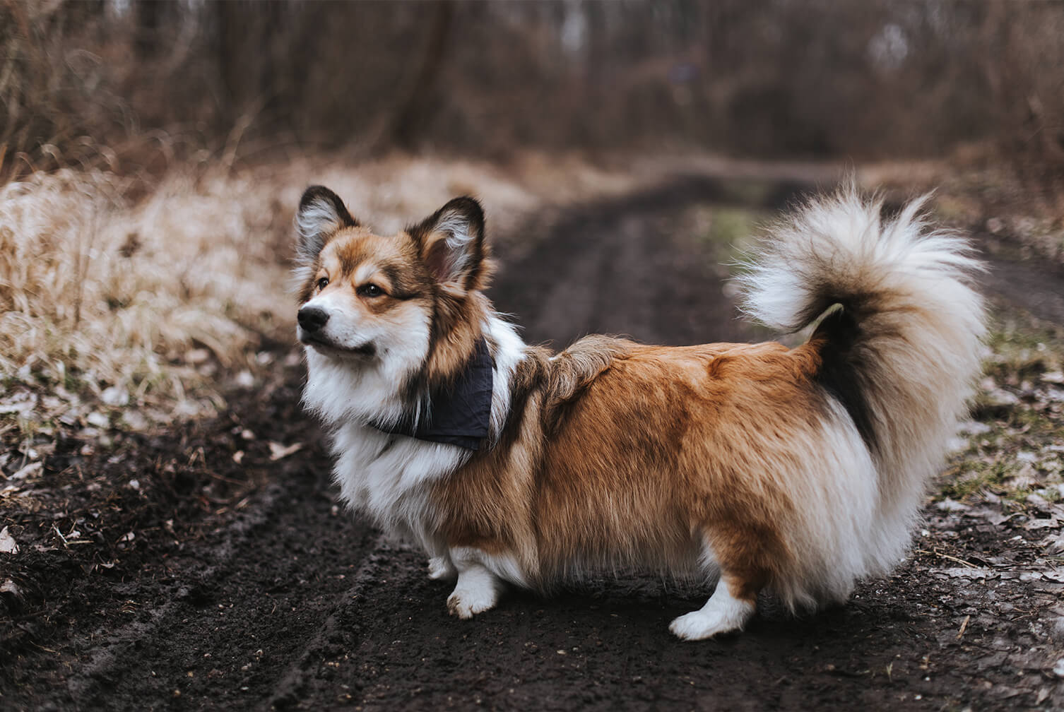 Die Stadthunde Jolly Schwarz Photography Alexandra Stalzer Grafikdesign Wien Hunde Stadt