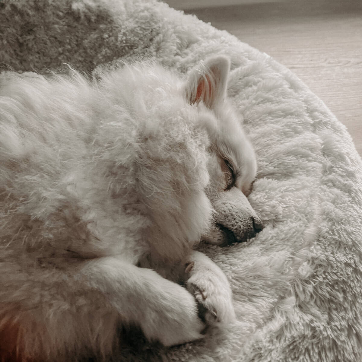 Ein älterer, weißer Hund ( Mittelspitz) schläft friedlich in einem flauschigen, runden Hundebett auf einem hellen Holzboden. Die Szene strahlt Ruhe und Geborgenheit aus, während der Hund entspannt zusammengerollt ruht.