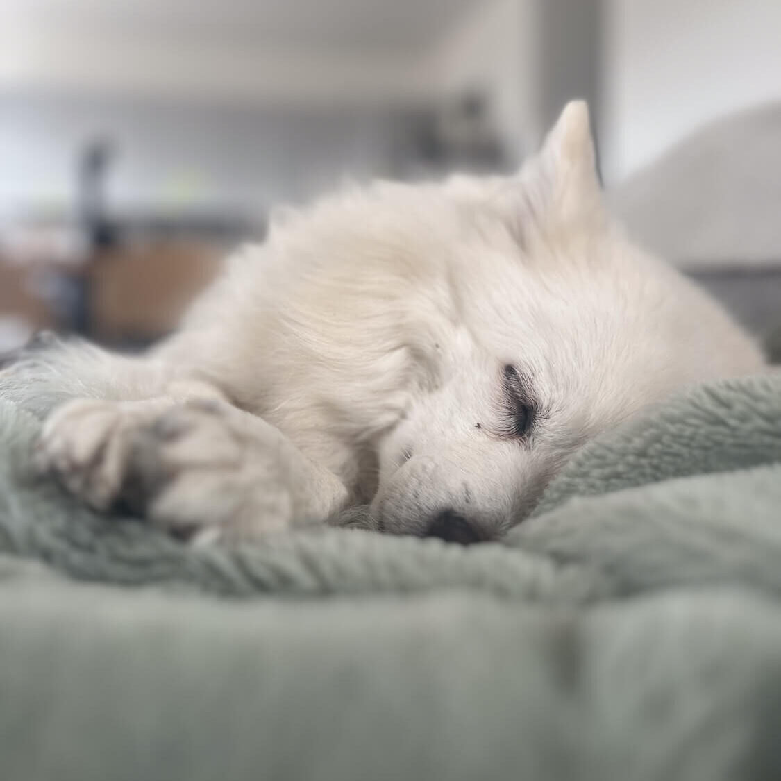 Wissen & Empathie für den Weg den du mit deinem Hund gehst