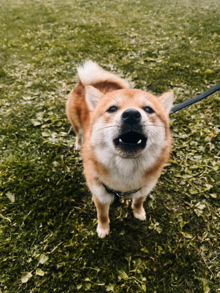 Shiba Inu Hund knurrend in Richtung Kamera