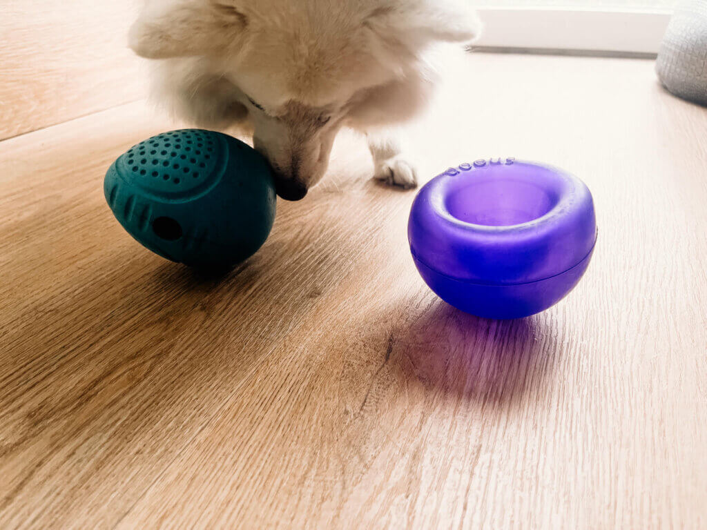 Weißer Spitz mit Schnüffel/Leckerlieball
